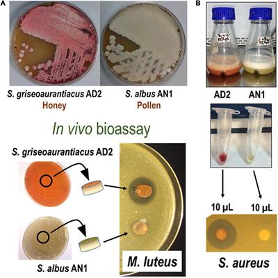 Frontiers | Identification of Antimicrobial Compounds in Two